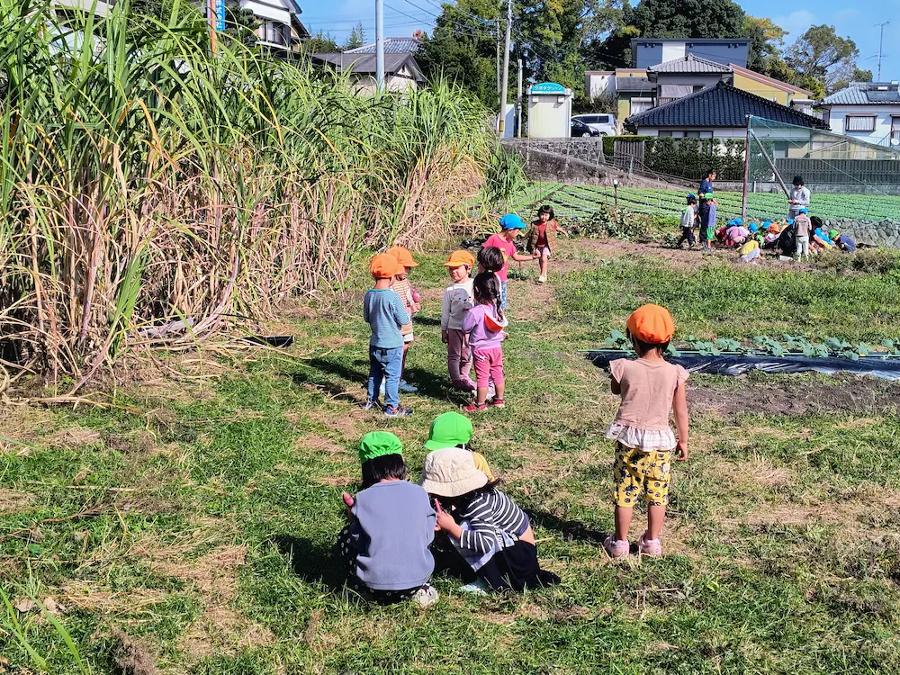 畑で苗を植える子どもたちの様子