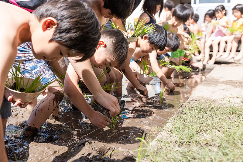 田植えをする様子